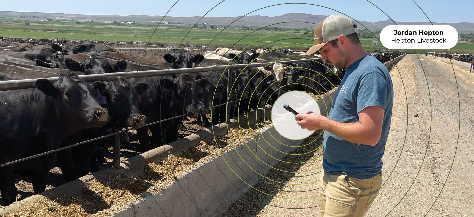 Jordan Hepton, Hepton Livestock photo, using Feedlot app